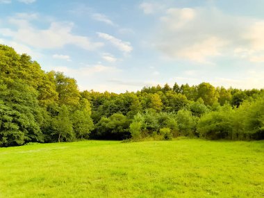 Ormanın ortasında bir çayır olsa ne güzel olurdu. Kuzey Polonya 'da dondurucu bahar.
