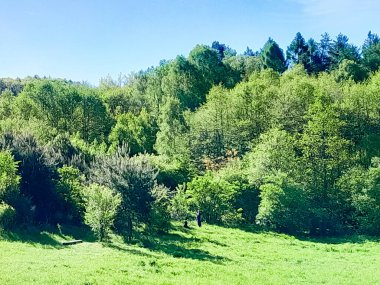 Ormanın ortasında bir çayır olsa ne güzel olurdu. Kuzey Polonya 'da dondurucu bahar.