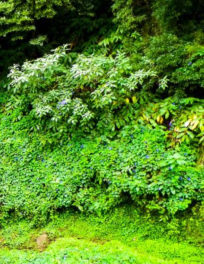 Sao Miguel Adası 'nda vahşi, tropikal bir orman. Azores.