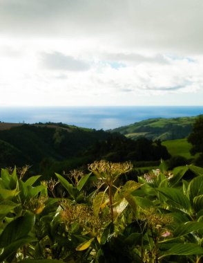 Tipik Azores manzarası. Arka planda doğal yeşil arazi tepeleri ve deniz. Doğanın güzelliği konsepti.