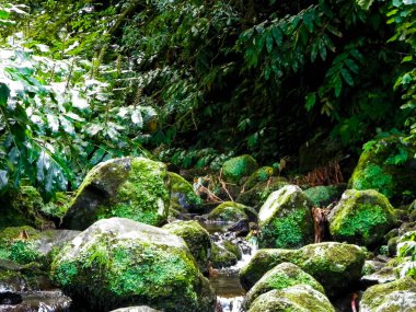 Egzotik ormanda küçük bir nehir. Azores Takımadası. Sao Miguel Adası.
