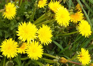 Sarı karahindiba çiçekleri. Çayır üzerinde Taraxacum bürosu..