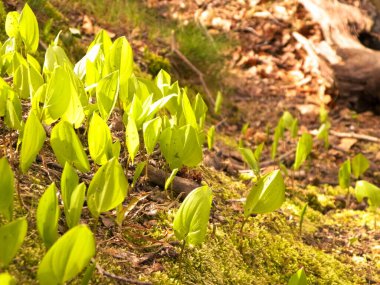 Bahar başlangıcında doğa uyanıyor. Bitki yetiştiren yapraklar.
