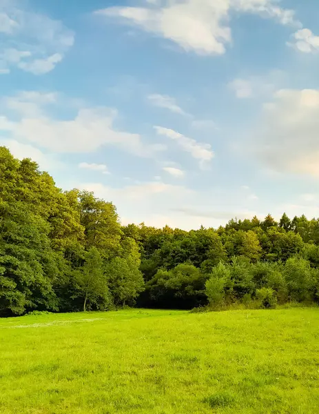 Ormanın ortasında bir çayır olsa ne güzel olurdu. Kuzey Polonya 'da dondurucu bahar.