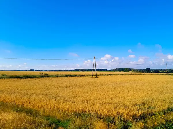 Yazın sonunda Kashubian tarlası. Kuzey Polonya 'da tarım.