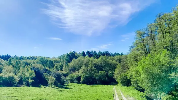 Ormanın ortasında bir çayır olsa ne güzel olurdu. Kuzey Polonya 'da dondurucu bahar.
