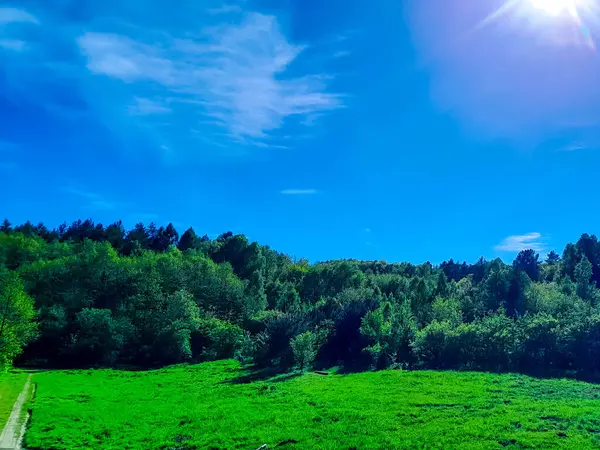 Ormanın ortasında bir çayır olsa ne güzel olurdu. Kuzey Polonya 'da dondurucu bahar.