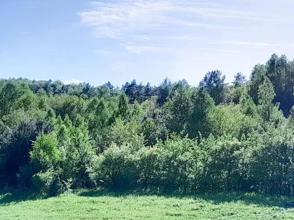 Ormanın ortasında bir çayır olsa ne güzel olurdu. Kuzey Polonya 'da dondurucu bahar.