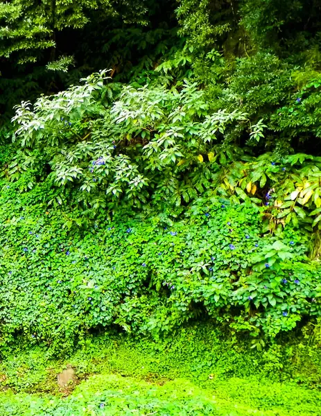 Sao Miguel Adası 'nda vahşi, tropikal bir orman. Azores.