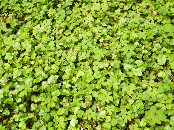 Yeşil sarmaşık doğal bir arka plan. Doğal fenomen.