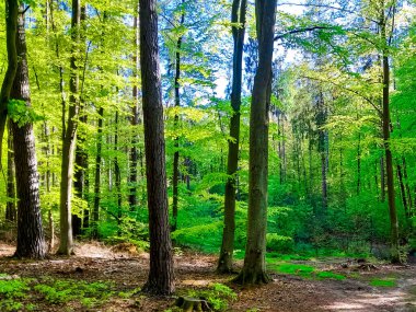Kuzey Polonya 'da vahşi ormanın keşfi. Doğanın güzelliği.