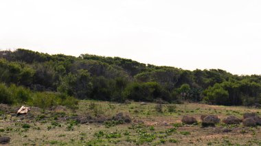 Marfa Yarımadası Malta 'da doğa 2000 bölgesi. Bu güzel adadaki tek yeşil ve ormanlık alan..