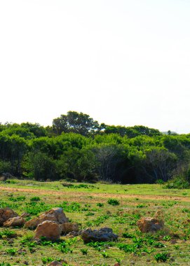 Marfa Yarımadası Malta 'da doğa 2000 bölgesi. Bu güzel adadaki tek yeşil ve ormanlık alan..