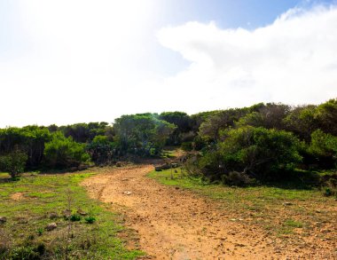 Marfa Yarımadası Malta 'da doğa 2000 bölgesi. Bu güzel adadaki tek yeşil ve ormanlık alan..