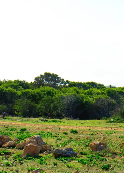 Marfa Yarımadası Malta 'da doğa 2000 bölgesi. Bu güzel adadaki tek yeşil ve ormanlık alan..