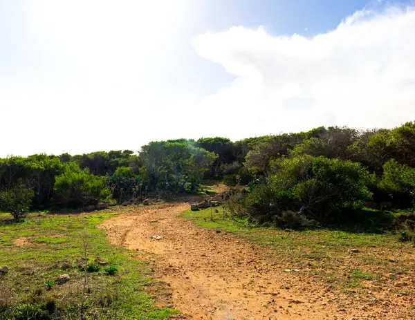 Marfa Yarımadası Malta 'da doğa 2000 bölgesi. Bu güzel adadaki tek yeşil ve ormanlık alan..