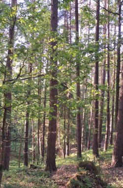 Trojmiejski peyzaj parkında derin bir orman. Kuzey Polonya. Vahşi doğa..