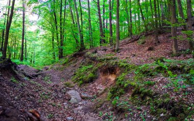 Kuzey Polonya 'daki vahşi ormanın manzarası. Trojmiejski peyzajı.
