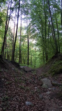 Kuzey Polonya 'daki vahşi ormanın manzarası. Trojmiejski peyzajı.