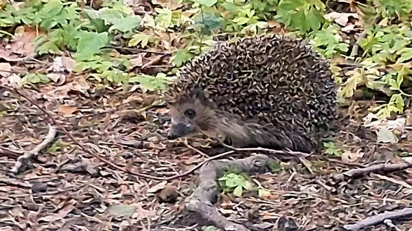 Ormandaki genç kirpi. Doğal ortamında vahşi bir hayvan..