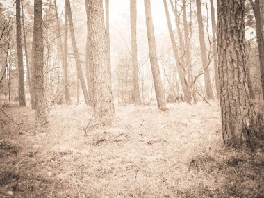 Baltık Denizi 'nin kıyı bölgesindeki çam ormanı. Tatiller ve turizm, Kuzey Polonya 'nın güzel doğası. BW soyut filtre tonu