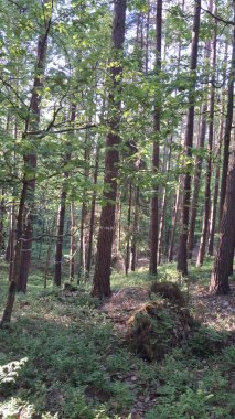 Trojmiejski peyzaj parkında derin bir orman. Kuzey Polonya. Vahşi doğa..