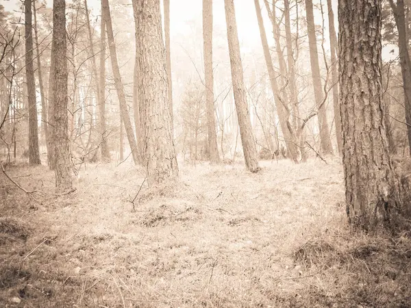 Baltık Denizi 'nin kıyı bölgesindeki çam ormanı. Tatiller ve turizm, Kuzey Polonya 'nın güzel doğası. BW soyut filtre tonu