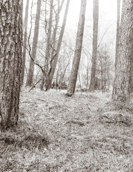 Baltık Denizi 'nin kıyı bölgesindeki çam ormanı. Tatiller ve turizm, Kuzey Polonya 'nın güzel doğası. BW soyut filtre tonu