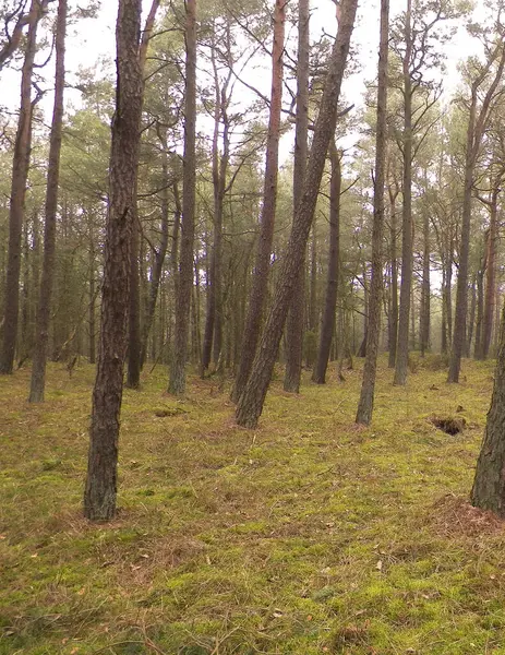 Baltık Denizi 'nin kıyı bölgesindeki çam ormanlarının manzarası. Kuzey Polonya 'nın güzel doğası. Doğa ve seyahat kavramı.