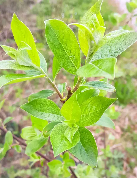 Ağaç dalında küçük yapraklar. Orman kıştan sonra uyanır..