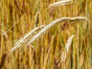 Çavdar bitkilerini doğa arka planı olarak kapatın. Tarım kavramı.