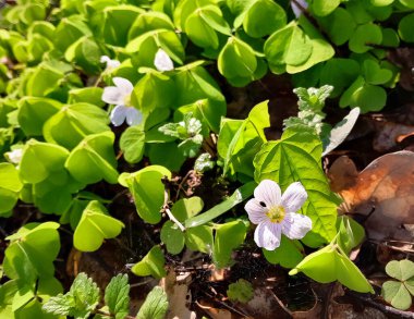 Ormandaki küçük çiçekler ve yoncalar. Bahar doğası.