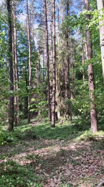 Trojmiejski peyzaj parkında derin bir orman. Kuzey Polonya. Vahşi doğa..