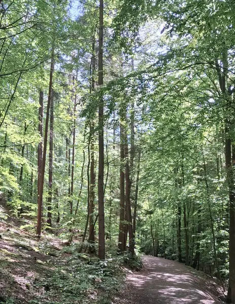 Kuzey Polonya 'da vahşi orman. Tricity Peyzaj Parkı.