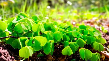Genç yonca bitkileri kıştan sonra uyanıyor. Bahar doğasının güzelliği.