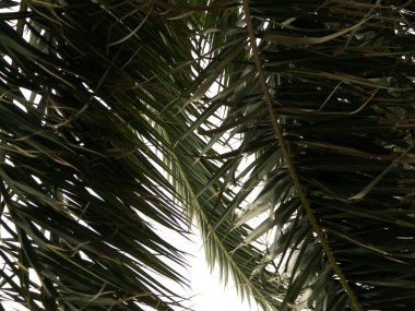 Arka plan olarak yeşil palmiye yapraklarını kapat. Tropikal iklim, doğa kavramı.