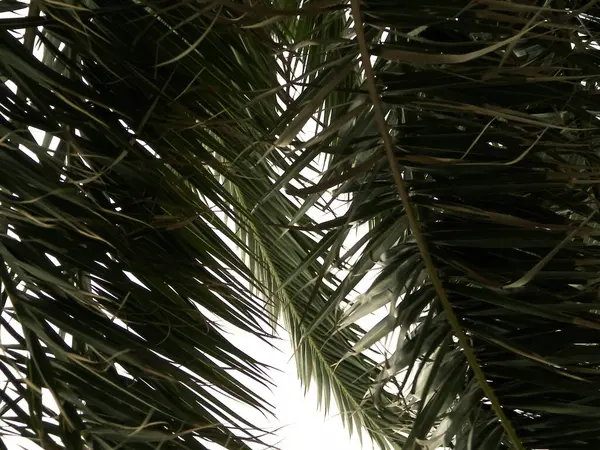 Arka plan olarak yeşil palmiye yapraklarını kapat. Tropikal iklim, doğa kavramı.