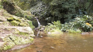 Sao Miguel Adası 'ndaki egzotik tropikal ormanda küçük bir nehir. Doğanın güzelliği.