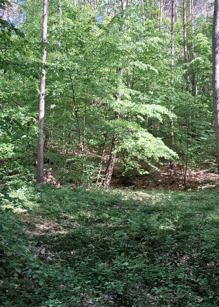 Kuzey Polonya 'da vahşi orman. Tricity Peyzaj Parkı.