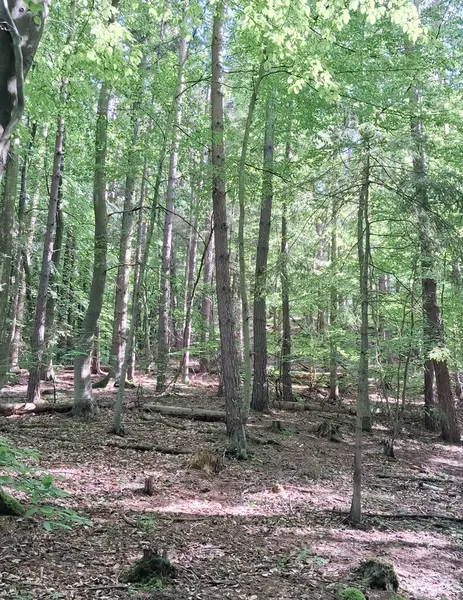 Kuzey Polonya 'da vahşi orman. Tricity Peyzaj Parkı.