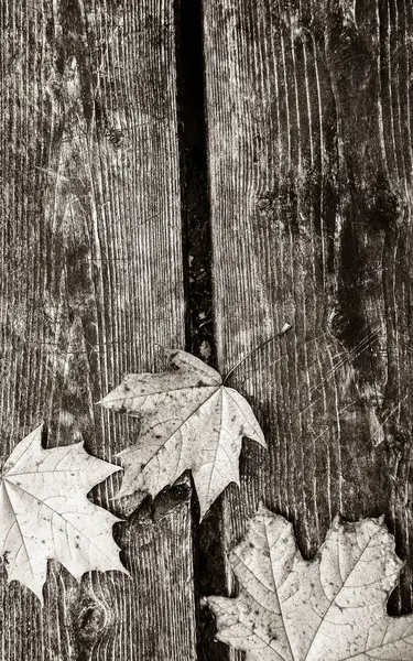 Sonbahar yaprakları doğanın arka planı olarak ahşap tahta üzerinde. Uzayı kopyala BW filtre tonu.