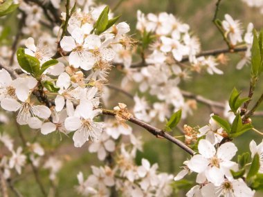 Doğal fenomen. Kiraz ağacı dalında açan çiçekler.