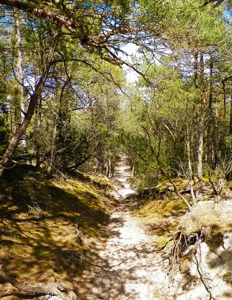 Stilo 'daki orman. Kuzey Polonya. Baltık Denizi kıyısı.