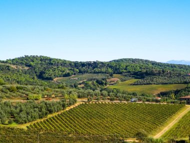 Güneşli bir günde Toskana üzüm bağlarının manzarası. Doğa ve tarım kavramı. İtalya 'da tatiller. Boşluğu kopyala.