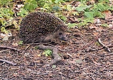 Ormandaki genç kirpi. Doğal ortamında vahşi bir hayvan..