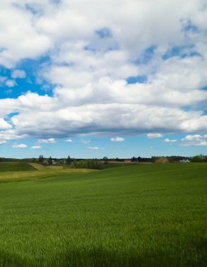 Kashubian Bölgesi, Wiezyca 'daki yeşil tarlalar ve tepeler. Wiezyca Polonya 'nın turistik bölgesidir.