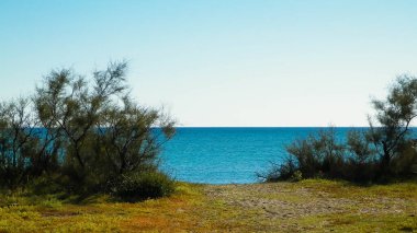 Akdeniz kıyılarındaki çürük ağaçlar, Treni kıyıları. Akdeniz doğası. Tatiller ve doğa konsepti. Mavi gökyüzünde uzayı kopyala. Vada, Toskana Bölgesi, İtalya,