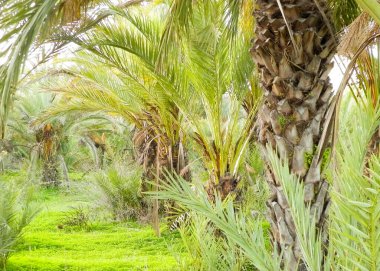 Hurma ağacı manzarası. Egzotik doğa.