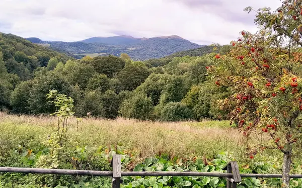 Rowan külleri Bieszczady Dağı 'nda. Karpatların doğal güzelliklerini keşfediyorlar..
