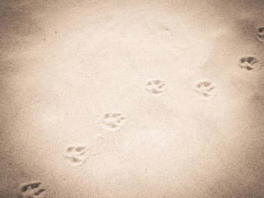 Kumda tilki pençesi izleri var. Doğa geçmişi. Boşluğu kopyala.